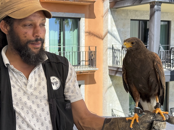 Bruno the resident hawk who scared away the gulls