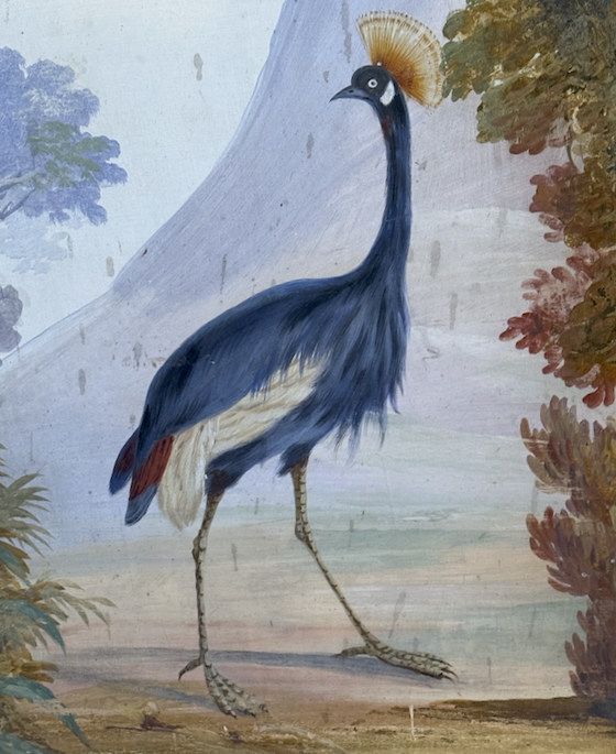 Peacock