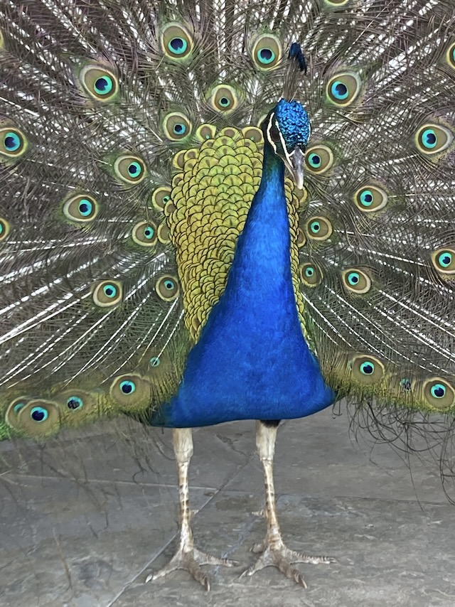 Peacock in Cascais